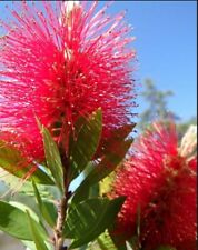 Callistemon laevis piantamia usato  Mascali