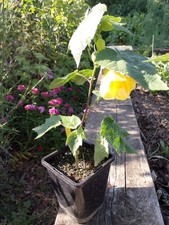 Abutilon. canary bird. for sale  HARLESTON