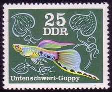 2179 zierfische guppys gebraucht kaufen  Schwalmtal
