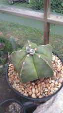 Update astrophytum myrio for sale  Monticello