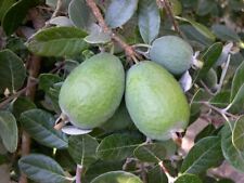 Pianta feijoa sellowiana usato  Italia