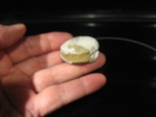 fossil clam for sale fossil clam for sale Olympia