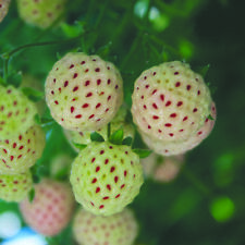 White strawberry white for sale  PETERBOROUGH