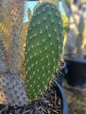 Galapagos opuntia galapageia for sale  Jurupa Valley