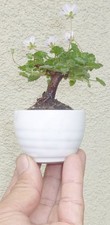 Erodium bonsai dwarf for sale  Rosemead
