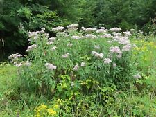 300 common boneset for sale  Mesa