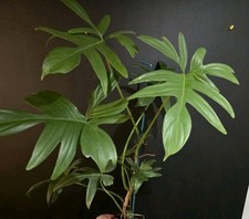 Philodendron florida green. for sale  NOTTINGHAM