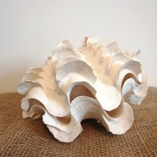 Pair large clam for sale  SHREWSBURY