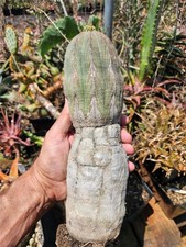 Large old euphorbia for sale  Jurupa Valley
