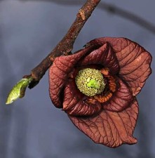 Asimina triloba indianerbanane usato  Napoli