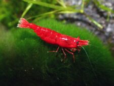 Lotto neocaridine caridina usato  Leffe