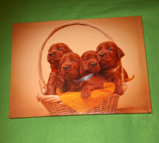 Four little puppies for sale  DARWEN