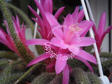 Bouture cutting aporocactus d'occasion  Metz-