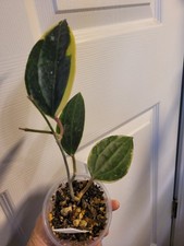 Hoya macrophylla albo for sale  Madera