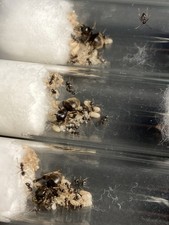 Lasius noire ouvrières d'occasion  Marcq-en-Barœul