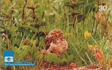 BRASIL. BR-GO-0084. OWL. CORUJA BURAQUEIRA. 30U. 1999-04. (223) comprar usado  Enviando para Brazil