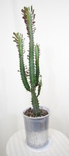 Euphorbia trigona 21in for sale  Hackettstown