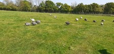 Guinea fowl eggs for sale  TAUNTON