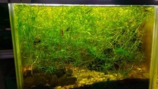 Mega promotion 30g for sale  WARRINGTON