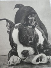Vintage 1949 christmas for sale  INVERGORDON