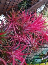 Tillandsia variétés composez d'occasion  Nice-