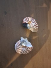 Coquillage collection 2 d'occasion  Chaumont
