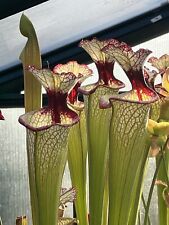 Sarracenia leah wilkerson for sale  Sacramento