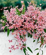 Clematis armandii pink for sale  NORTHWICH