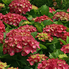 Hydrangea macrophylla leuchtfe for sale  NEWTOWNARDS