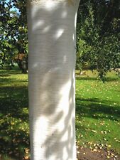 Betula utilis jacquemontii gebraucht kaufen  Dillingen a.d.Donau