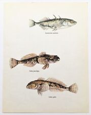 Stickleback bullhead vintage for sale  NORWICH