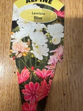 Lewisia elise hardy for sale  ALFRETON