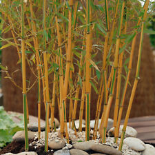 Garden phyllostachys aureosulc for sale  PETERBOROUGH