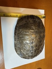 Turtle authentic real for sale  Ely