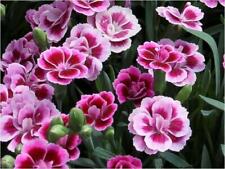 Dianthus special pink for sale  UK