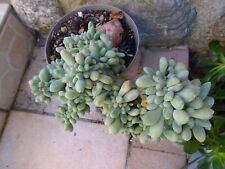 Rare particuliére plante d'occasion  Saint-Cyprien