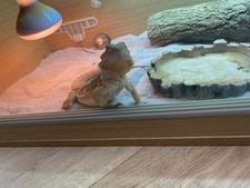 Bearded dragon foot for sale  HARROGATE