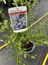 Ceanothus victoria flowering for sale  CRAIGAVON
