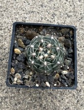Gymnocalycium baldianum kaktee gebraucht kaufen  Zwönitz