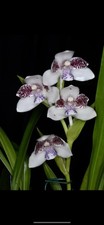 Orchid species pabstia for sale  Sacramento