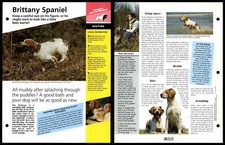 Brittany spaniel routine for sale  SLEAFORD