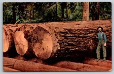 Postcard lumberjack next for sale  Newtown