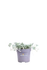 Pianta dichondra argentea usato  Santeramo in Colle