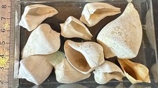 Collection coquillage fossile d'occasion  Champigny-sur-Marne