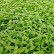 Cress curled peppergrass for sale  Hallandale