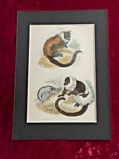 Thomas landseer lemur for sale  LONDON