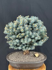 Dwarf globe blue for sale  Patchogue