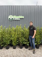 Griselinia hedging 4ft for sale  MACCLESFIELD