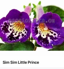 Sim sim little for sale  Morton Grove