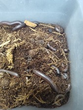 American giant millipede for sale  Summerville